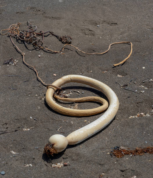 A kelp or seaweed washed ashore on a Mendocino County California Beach