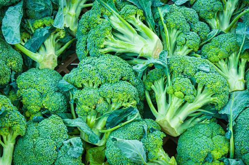 Freshly cut heads of green broccoli offered for sale at a Cape Cod farmers market.