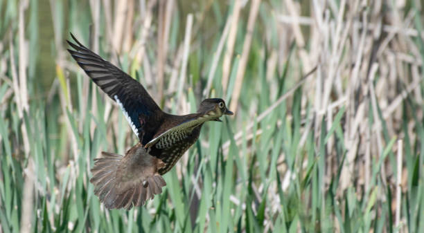 istock Flying Female Wood Duck 1326167385