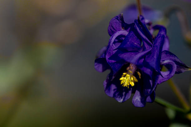 Aquilegia vulgaris