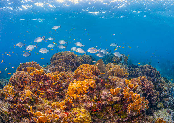 istock Caribbean coral garden 1326170150