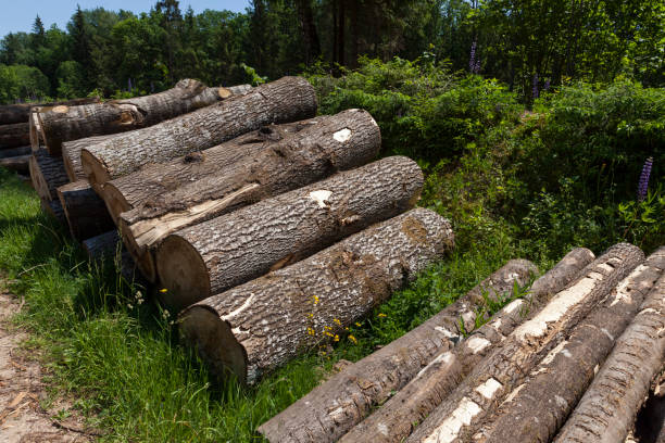 istock harvesting pine tree trunks in the forest 1326172670