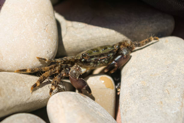 istock Marbled crab. Black Sea. Crab in the stones. 1326175816