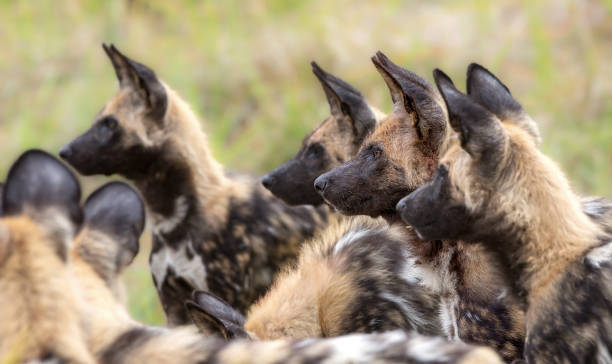 Eyes and ears, African Wild Dogs attentive looking out for prey Okavango Delta, Botswana wild dog stock pictures, royalty-free photos & images