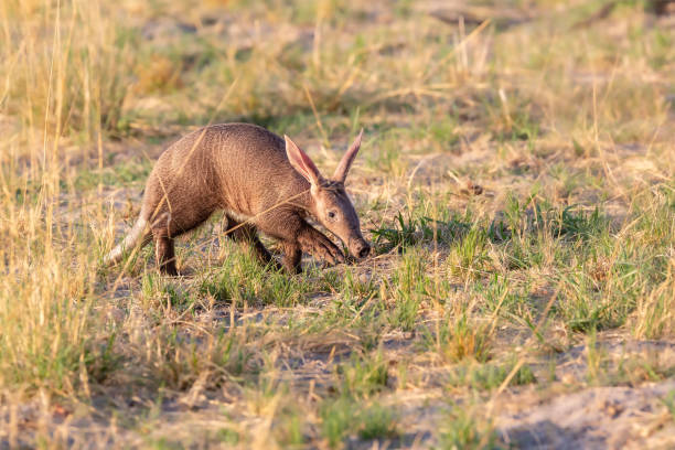 una vez en la vida - aardvark juvenil corriendo salvaje - oso hormiguero fotografías e imágenes de stock