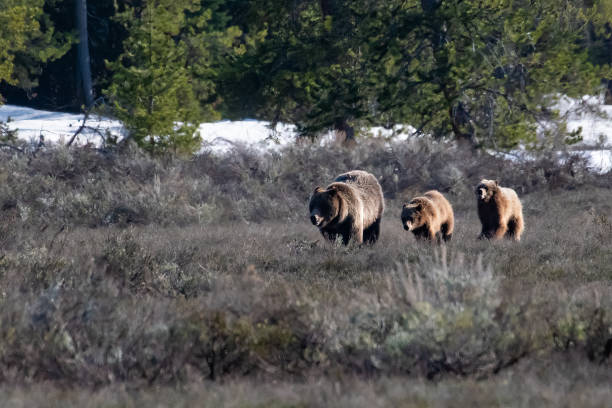 istock Grizzly bear sow 399 with cubs running 1326180258