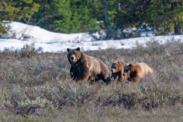 istock Grizzly bear sow 399 with cubs running 1326181682