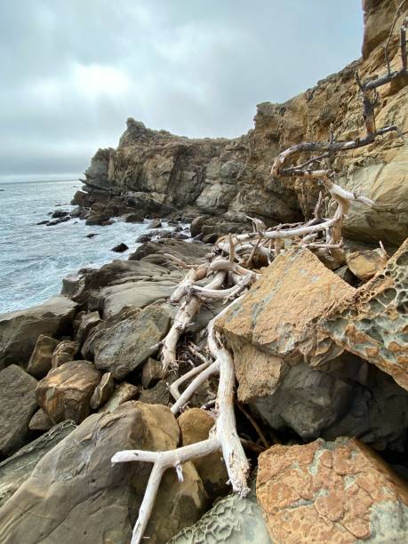 istock Driftwood Rocky Bitch 1326184034