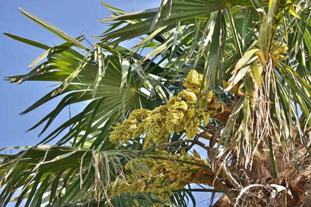 Trachycarpus fortunei Trachycarpus fortunei 
Shuro Tree trachycarpus photos stock pictures, royalty-free photos & images