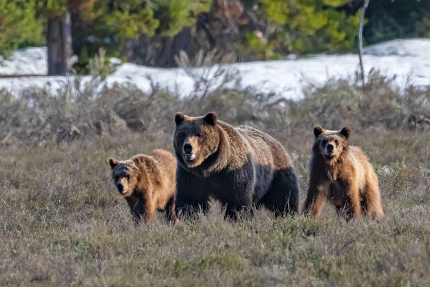 Close up of Grizzly bear sow 399 with cubs running because a Grizzly boar (male) had been chasing them. This was in Grand Teton National Park in Wyoming. Closest villages were Moran and Jackson Lake Lodge. Larger towns nearby is Jackson Hole and Dubois, Wyoming, in western USA. John Morrison - Photographer