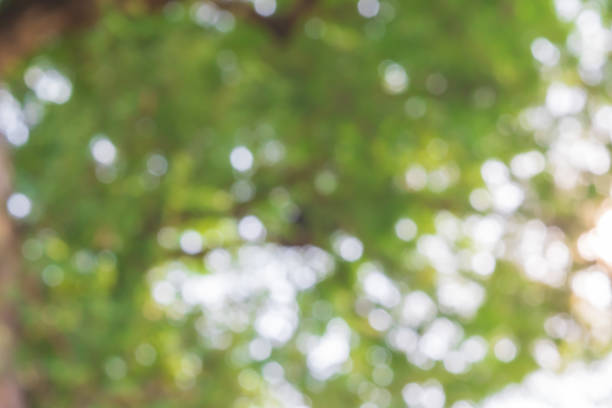 istock Abstract green nature bokeh background. Defocused leaves bokeh from a tree. 1326186172