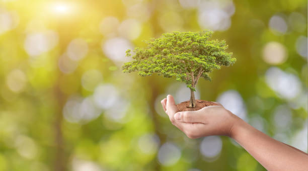 istock Hand holding tree on green nature bokeh background. Eco earth day concept. 1326187042