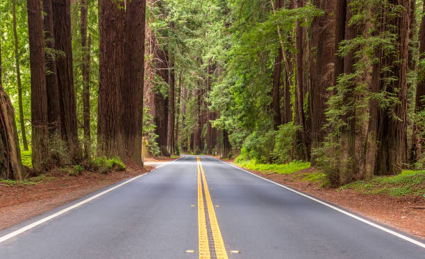 istock Scenic route in Navarro River Redwoods State Park 1326187236