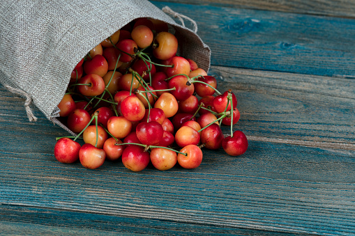 Freshly picked organic rainier cherries spilling out of burlap bag on to blue vintage wooden table