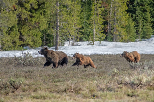 istock Grizzly bear sow 399 with cubs running 1326188912