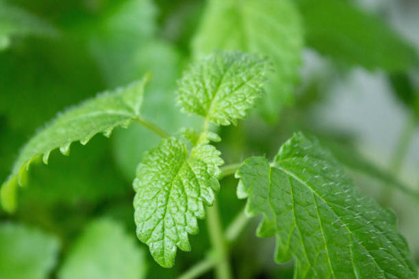 liście mięty z bliska. zielone liście mięty. zieloni w puli. - peppermint pineapple mint pineapple mint zdjęcia i obrazy z banku zdjęć