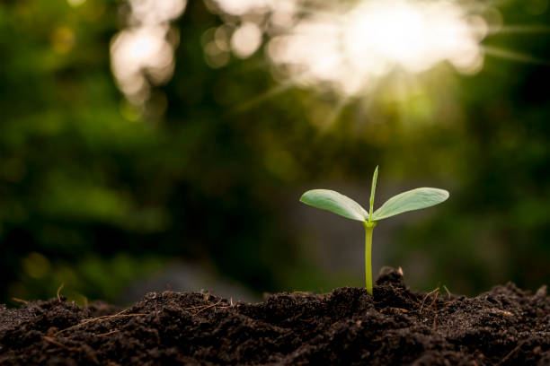 istock Tree growth and trees growing on soil, natural resource and environment conservation concept. 1326192186