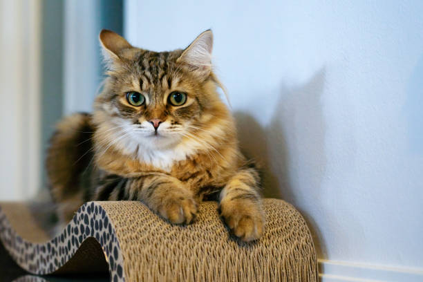 istock Portrait of young Siberian cat 1326193163