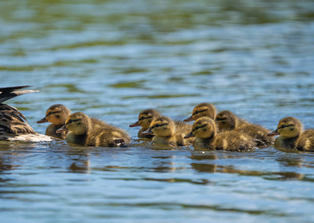 A raft of ducklings following after their mother. stock photo
