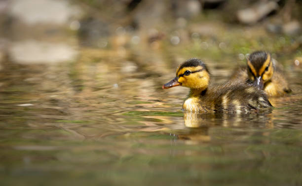 Mallard Ducklings stock photo