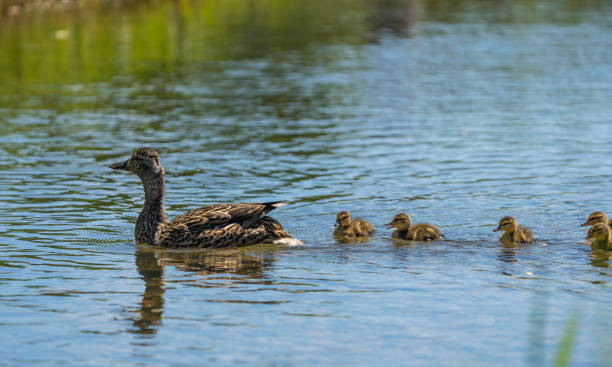 istock Mallard family 1326195771