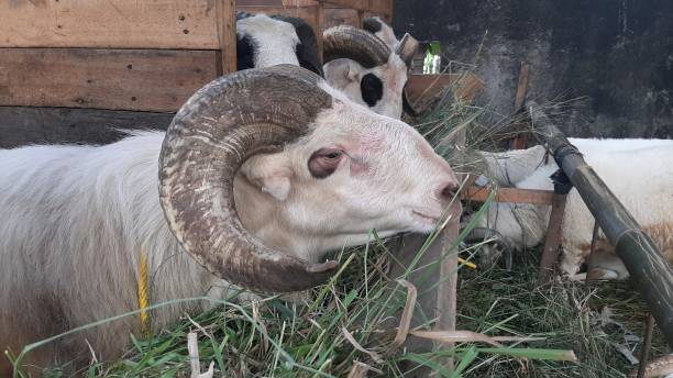 istock A white goat with long gray horns is ready to be sacrificed on Eid al-Adha 1326197766