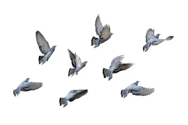 Photo of Action Scene of Group of Rock Pigeons Flying in The Air Isolated on White Background with Clipping Path