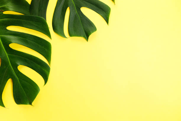 istock Tropical green leaves on yellow color background. 1326199157