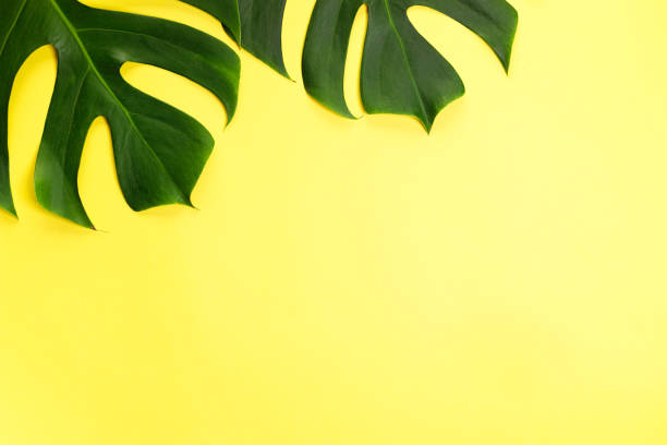 istock Tropical green leaves on yellow color background. 1326199159