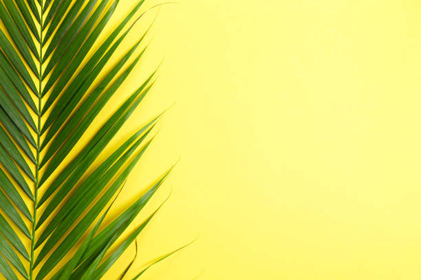 istock Tropical green leaf on yellow color background. 1326199161