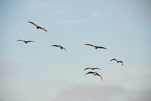 Pelicans fly near Redondo Beach in Southern California