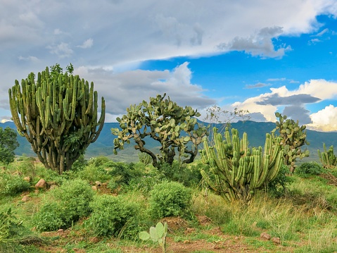 A nature surrounding us - green palm tree