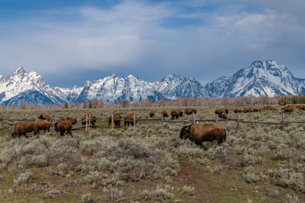 istock Buffalo (bison) herd moving west to a new grazing meadow 1326200944