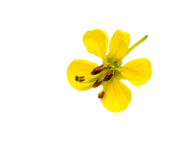 istock Close up flower of Cassod tree or Senna siamea on white background. 1326201532