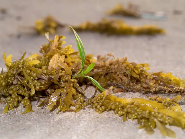 Close up the of sargassum sea plant and seed are growing on the beach.