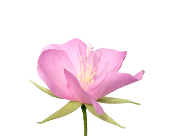 istock Pink flower of dombeya tree on white background. 1326201699
