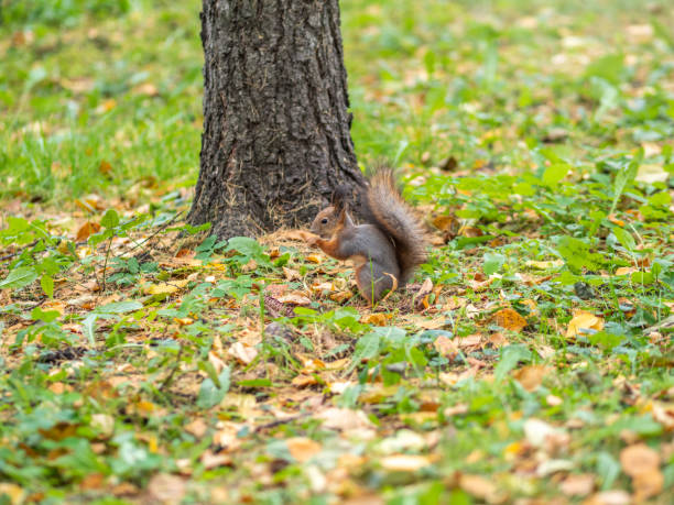 istock Autumn squirrel on green grass with fallen yellow leaves 1326202711