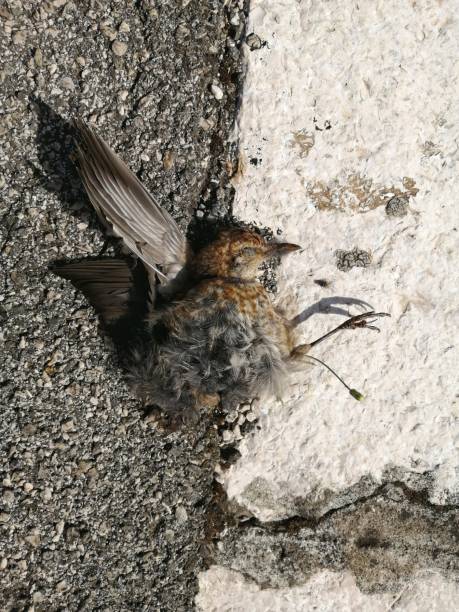 istock Dead Bird on a Street 1326203373