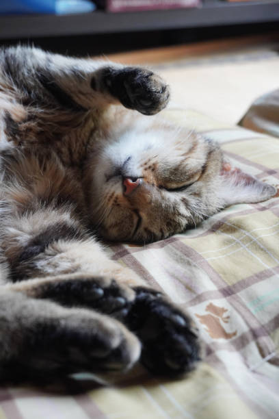 istock Cat sleeping in the house 1326204167