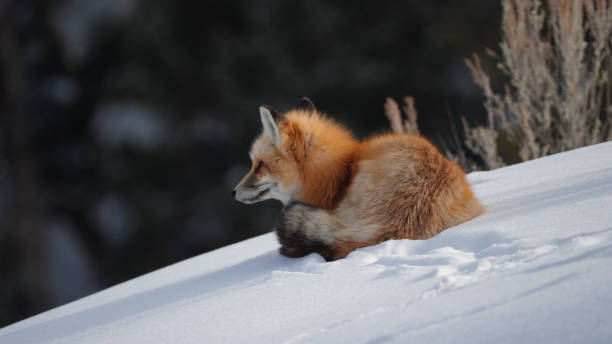 istock a red fox looking around and resting on snow in yellowstone national park 1326204196