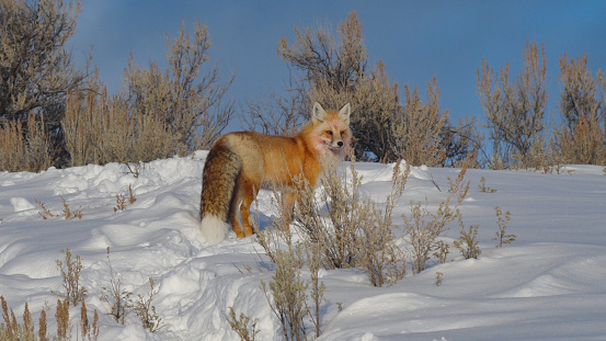 winter shot of a red fox standing on a snow covered hill in yellowstone national park of wyoming, usa