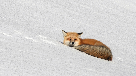 close view of a red fox resting on winter snow at yellowstone national park in wyoming, usa