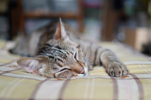 istock Cat sleeping in the house 1326204340