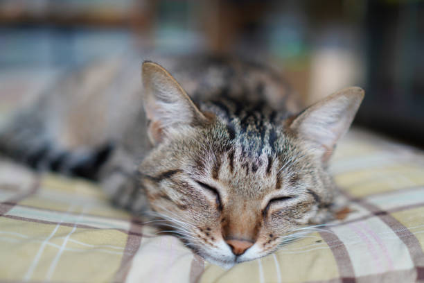 istock Cat sleeping in the house 1326204345