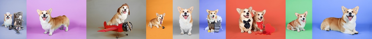 collage welsh corgi in color background