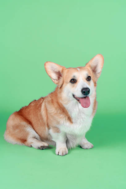 istock Dog isolated on green 1326205409