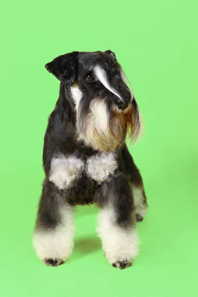 dog in green background