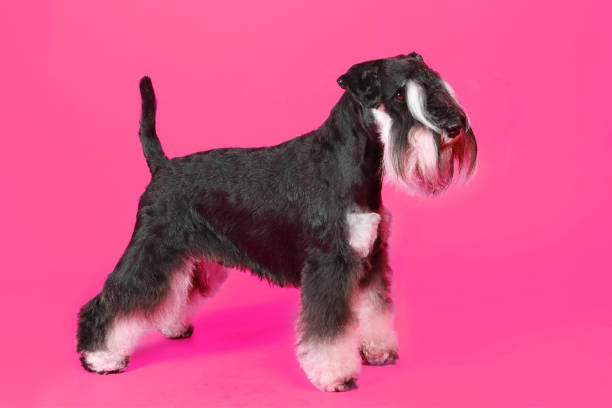 istock miniature schnauzer isolated on pink background 1326205507