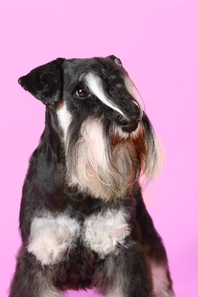 istock miniature schnauzer isolated on pink background 1326205508