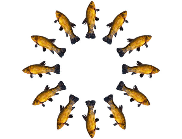 Freshwater fish tench isolated on white background. Freshwater fish tench isolated on white background. Fish tench. White background. Free space for texts. An aquatic animal. Animal food. Shop window. Fishing place. Everything for fishing. golden tench stock pictures, royalty-free photos & images